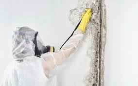 Reliable Ashland, WI Mold Removal & Remediation Solutions